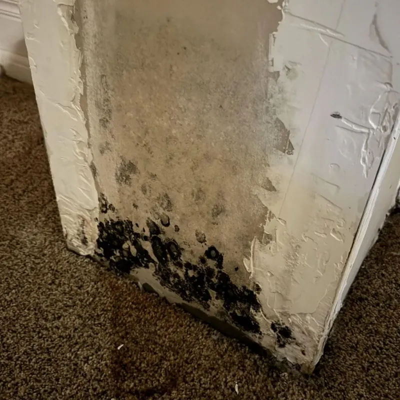 Professional Mold Removal in Williamston, MI
